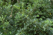 <strong>Ficus tinctoria - Ramon, Laurence - 129</strong><br />© Ramon, Laurence